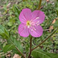 ユウゲショウ,夕化粧（ゆうげしょう）,畑の画像