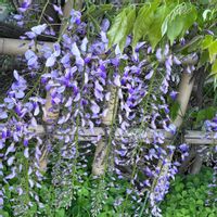 フジ,プルモナリア,プルモナリア,ブルーの花,朝散歩の画像