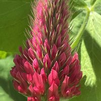 ストロベリーキャンドル,花壇,ガーデニング,山野草,マメ科の画像