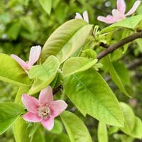 カリン,今日の１枚,ほんとうの空のある福島,花のあるくらし,お出かけ先の画像