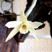 セッコク,黄花セッコク【野村】,ラン科,山野草の画像