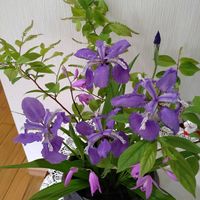 イチハツの画像