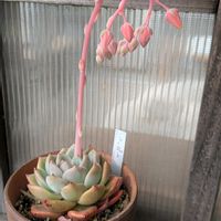 多肉植物,多肉のある暮らし,my garden,多肉女子,tic* tac gardenの画像