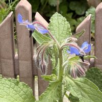 ボリジ,南高梅,晩白柚(バンペイユ),キンリョウヘン(金稜辺),平核無柿の画像