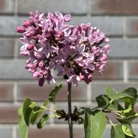 ライラック,癒し,仙台,HTC,GSミニモニ。の画像