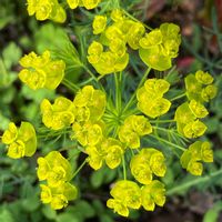 ツルニチニチソウ,ツルニチニチソウ,ブルーベリー,ブルーベリー,ムラサキケマンの画像