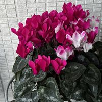 シクラメン,鉢植え,❤️いいね、ありがとう,お花のある暮らしの画像