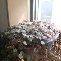 ハートカズラ,観葉植物,多肉植物とサボテン,観葉植物のある暮らし,おうち園芸の画像