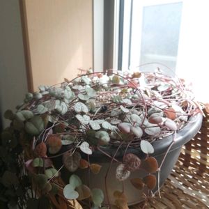 ハートカズラ,観葉植物,多肉植物とサボテン,観葉植物のある暮らし,おうち園芸の画像