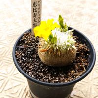 パキポディウム,パキポディウム　恵比寿大黒の画像