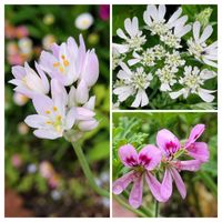 ローズゼラニウム,オルレア,アリウムロゼウム,チーム愛知,すずガーデンの画像