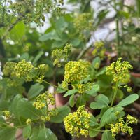 スモークツリー,スモークツリー 雄木の画像