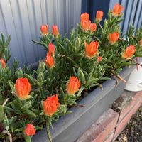 カサブランカ,西洋オダマキ ノラバロー,マツバギク(松葉菊)の画像