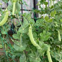 スナップエンドウの画像