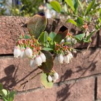 ブルーベリーの画像