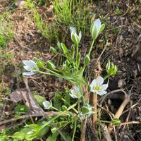 オーニソガラムの画像