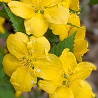 ヤマブキ,山吹,散歩道,山野草,癒しの画像