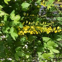 キングサリの画像