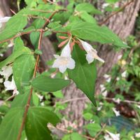 ツクバネウツギの画像