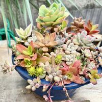 多肉寄せ植え,駐車場の画像
