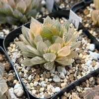 ハオルチア,ハオルチアCheek,多肉植物,軟葉系ハオルチア,斑入り。の画像