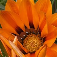 ガザニア,ガザニア,ガザニア,ガザニア,iPhone17の画像