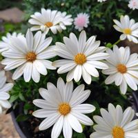 モッコウバラ,オステオスペルマム,あずきちゃん,キララ,アルメリア(ハマカンザシ)の画像