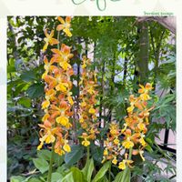 エビネ,エビネ,イングリッシュラベンダー,ペチュニアビバ,横浜セレクション フレアーブルーの画像