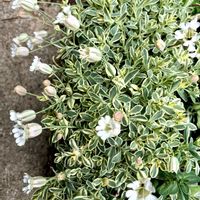 シレネ・ユニフローラ,お花に癒されて^ ^,いつも見てくれてありがとう♥︎∗*ﾟ,すてきな日々を♪,幸せ運べるように♪の画像