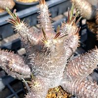 パキポディウム・グラキリス,パキポディウム・グラキリス,パキポディウム・エブレネウム,パキポディウム ブレビカウレ,ブラキステルマの画像