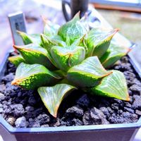 ハオルチア,多肉植物,ハオルチア属,多肉大好き,多肉植物とサボテンの画像