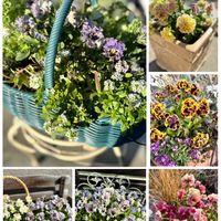 パンジー・ビオラ,鉢植え,ガーデニング,ビオラ・パンジー祭り♪,小さな庭の画像