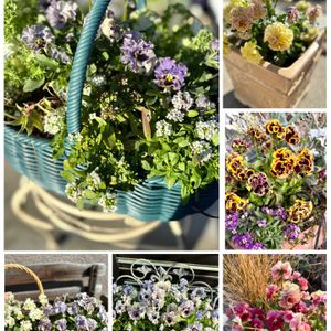 パンジー・ビオラ,鉢植え,ガーデニング,ビオラ・パンジー祭り♪,小さな庭の画像