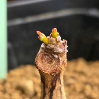 フォッケア・エデュリス,パキポディウム・グラキリス,オペルクリカリア・パキプス,フィランサス ミラビリス,塊根植物の画像