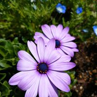 オステオスペルマムの画像