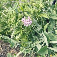 ゼラニウムの画像