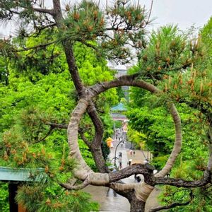 ガジュマル,胡蝶蘭,デンドロビューム,アボカド鉢植え,松 まつの画像