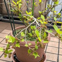 桑の実,マルベリー,今日の一枚,おうち園芸の画像