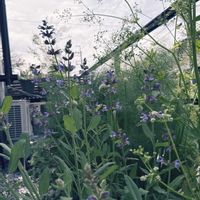 フェンネル,コモンセージ,スープセロリの画像