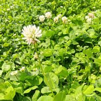 クローバー,クローバー,コンポストの画像