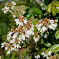 ブルーベリーの画像