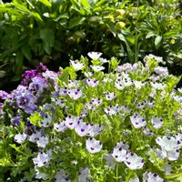 チューリップ,ネモフィラ,パンジー・ビオラ,ネモフィラ・マクラータ,花壇の画像