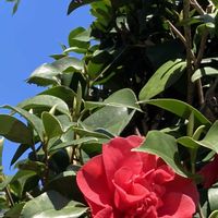 ツバキ,花のある暮らし,おうち園芸,土曜はお空の発表会の画像