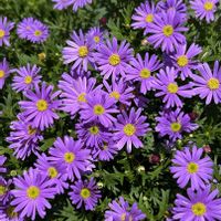 ブラキカム,ブラキカム,キク科,犬の散歩,散歩道の花の画像