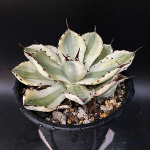 多肉植物,アガベ属,珍奇植物,ビザールプランツの画像