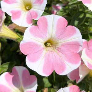 花木,植木鉢,花いろいろ,バラと夢CLUB,おうち園芸の画像