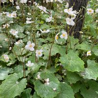 シラユキゲシの画像