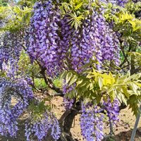 プラティア,プラティア(エクボソウ),藤（ふじ）,おしゃれな土曜日♪,ドラマチックな土曜日の画像