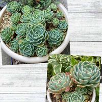 七福神,七福神,子持ち蓮華,多肉植物のある暮らし,多肉植物は癒し(๑˃̵ᴗ˂̵)♡の画像