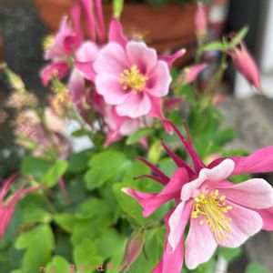 オダマキ,オダマキ キリガミ,鉢植え,花壇,ガーデニングの画像